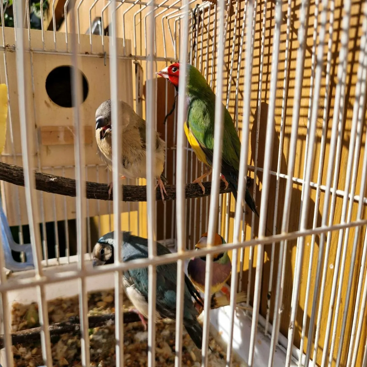 Birds For sale. - Image 3