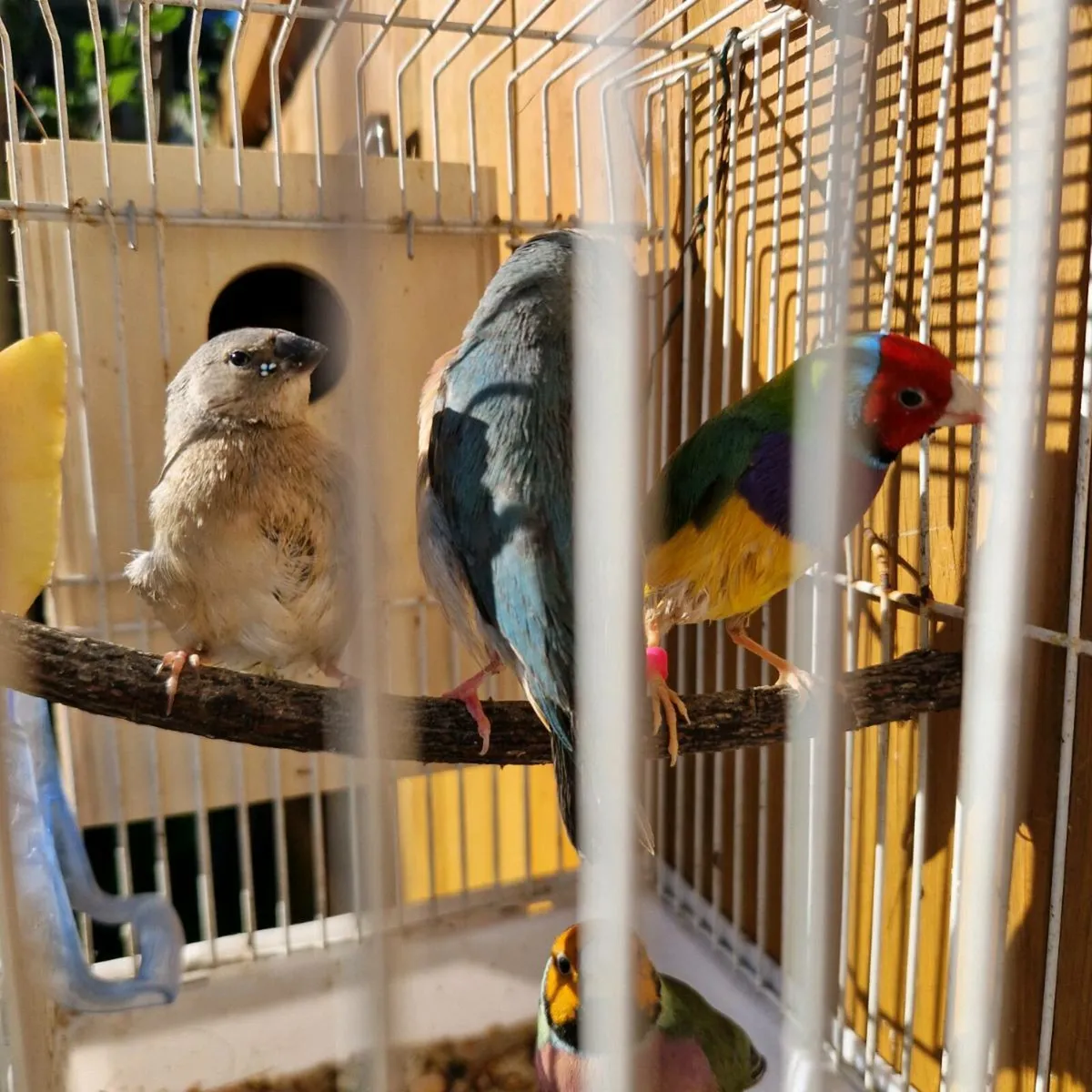 Birds For sale. - Image 4