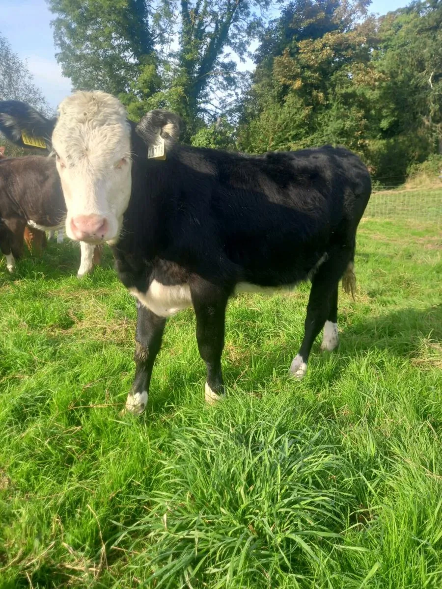 Hereford calves - Image 1