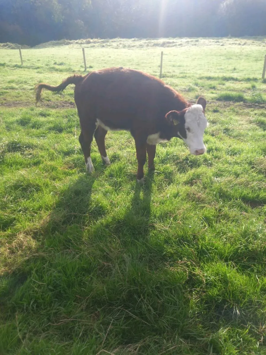 Hereford calves - Image 2