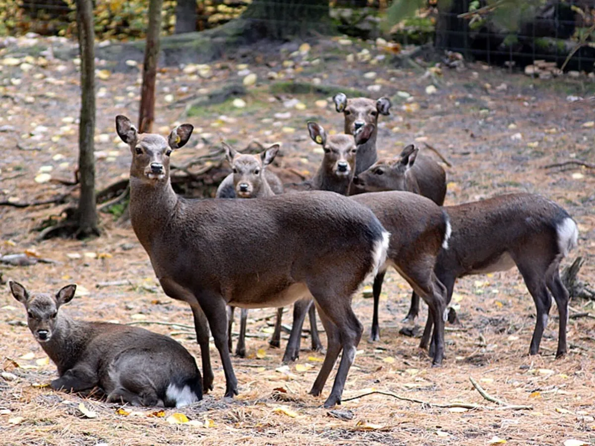 Deer management services - Image 1