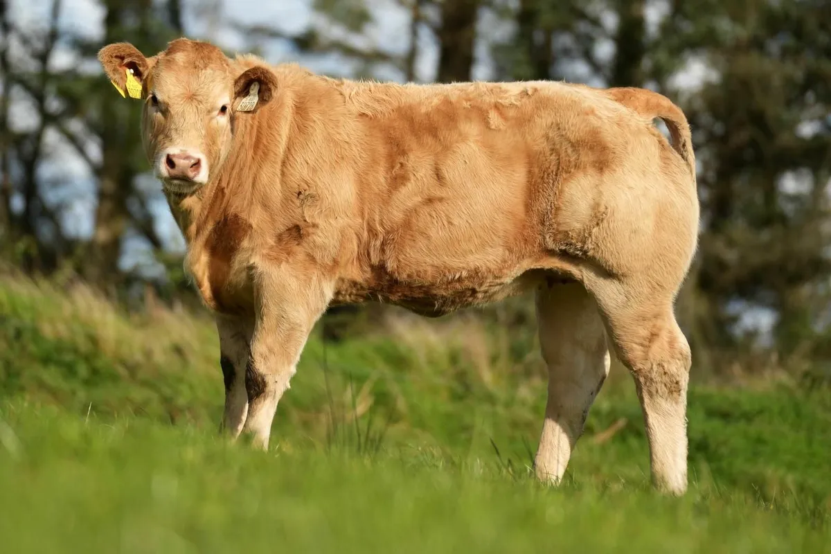 Top class Charolais Weanling heifers - Image 2