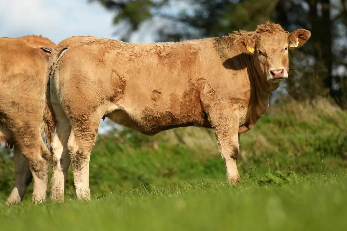 Top class Charolais Weanling heifers - Image 3