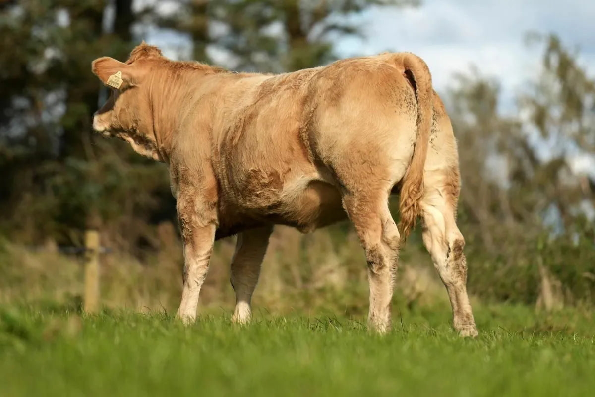 Top class Charolais Weanling heifers - Image 4