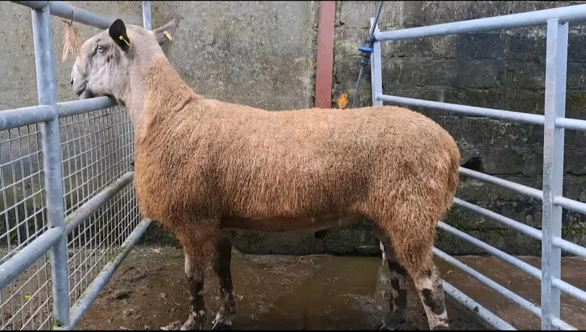 Aged Blue Leicester Ram - Image 1