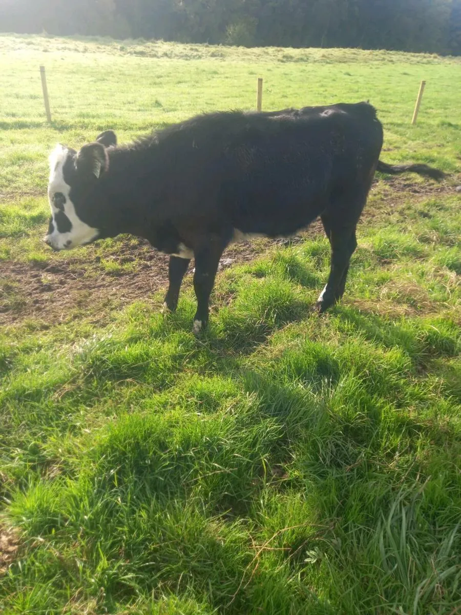 Hereford calves - Image 3