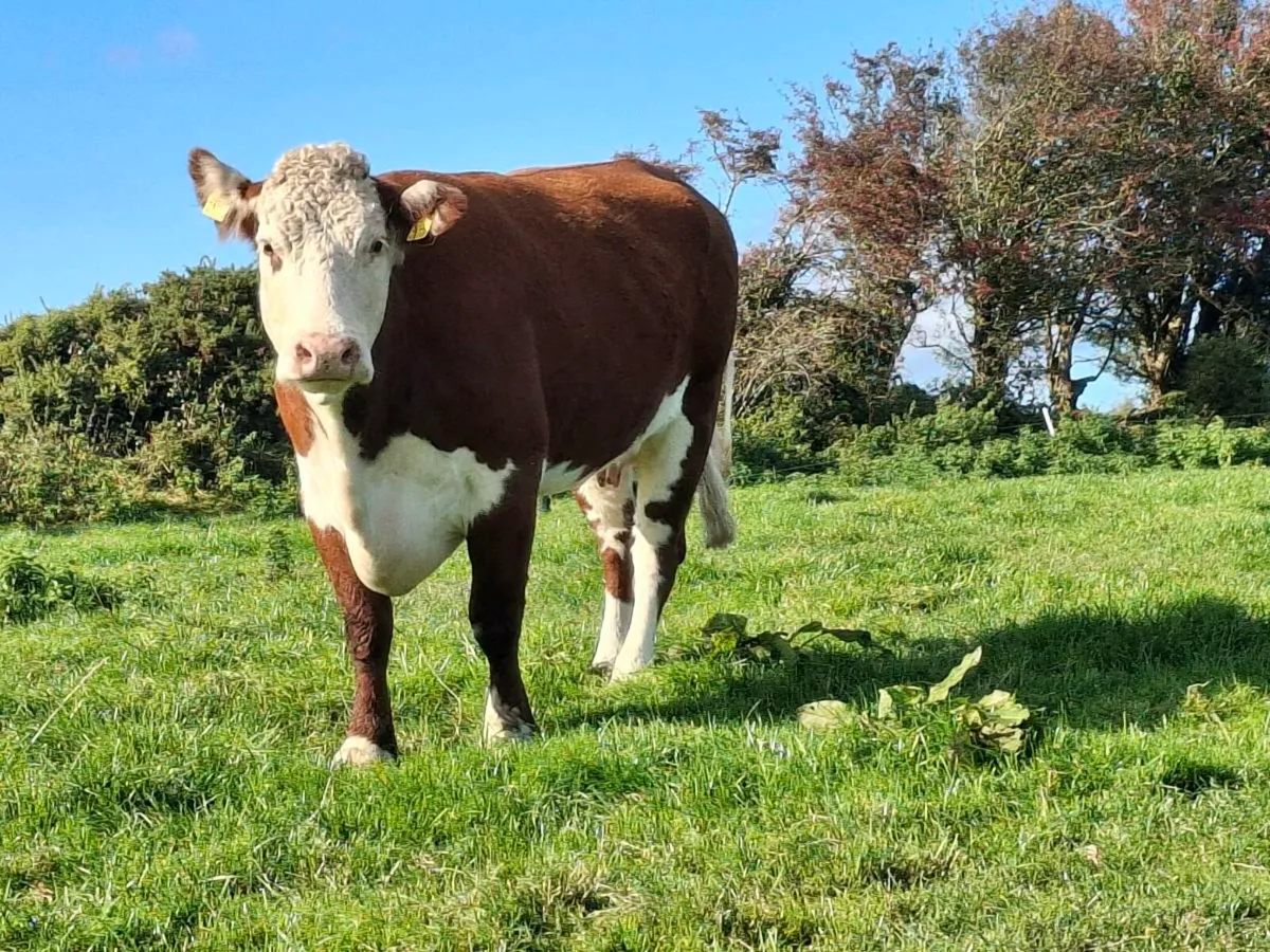PB Hereford cows Gortatlea mart friday - Image 1