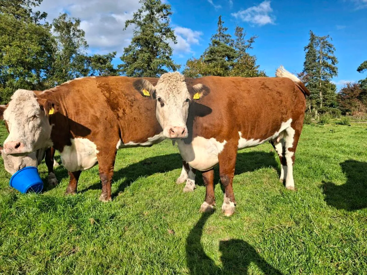PB Hereford cows Gortatlea mart friday - Image 2
