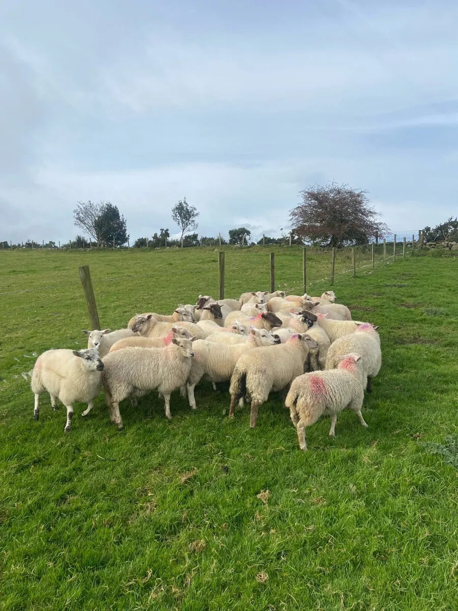 Crossbred ewe lambs - Image 4
