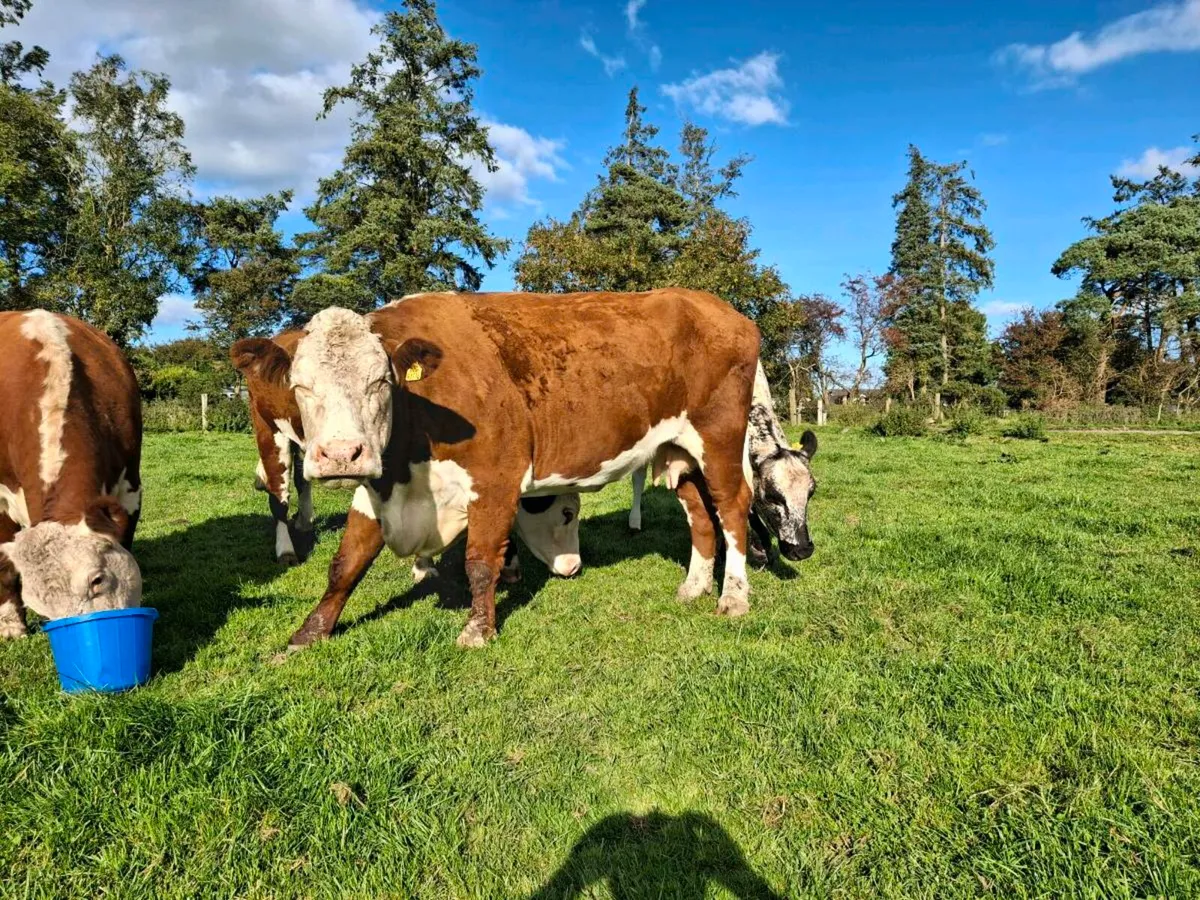 PB Hereford cows Gortatlea mart friday - Image 4
