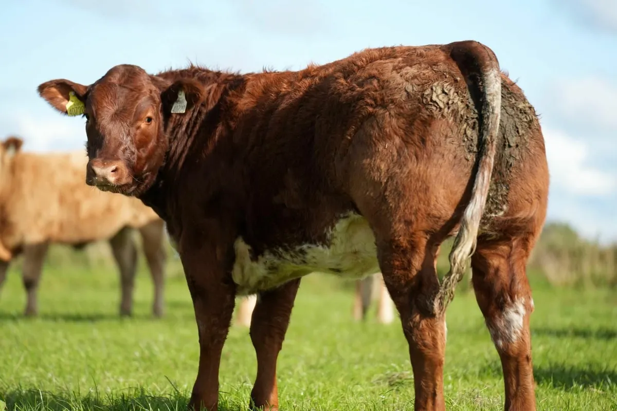 2 serious roan belgian blue heifers - Image 2