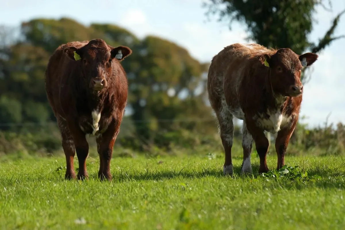 2 serious roan belgian blue heifers - Image 1
