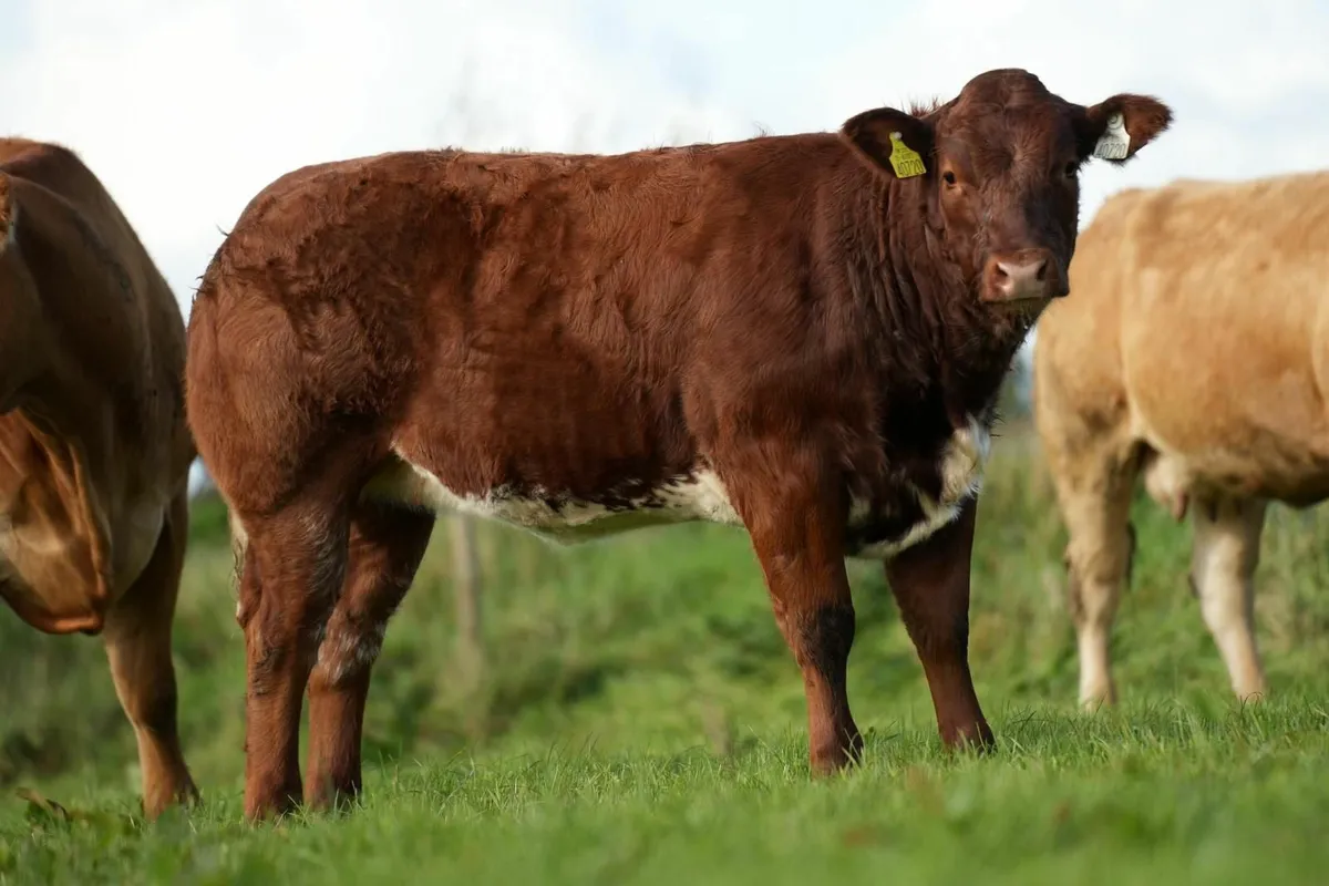 2 serious roan belgian blue heifers - Image 3