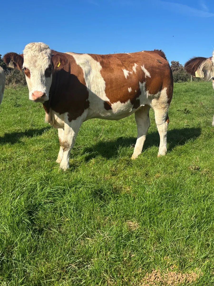 Incalf Simmental heifers - Image 3
