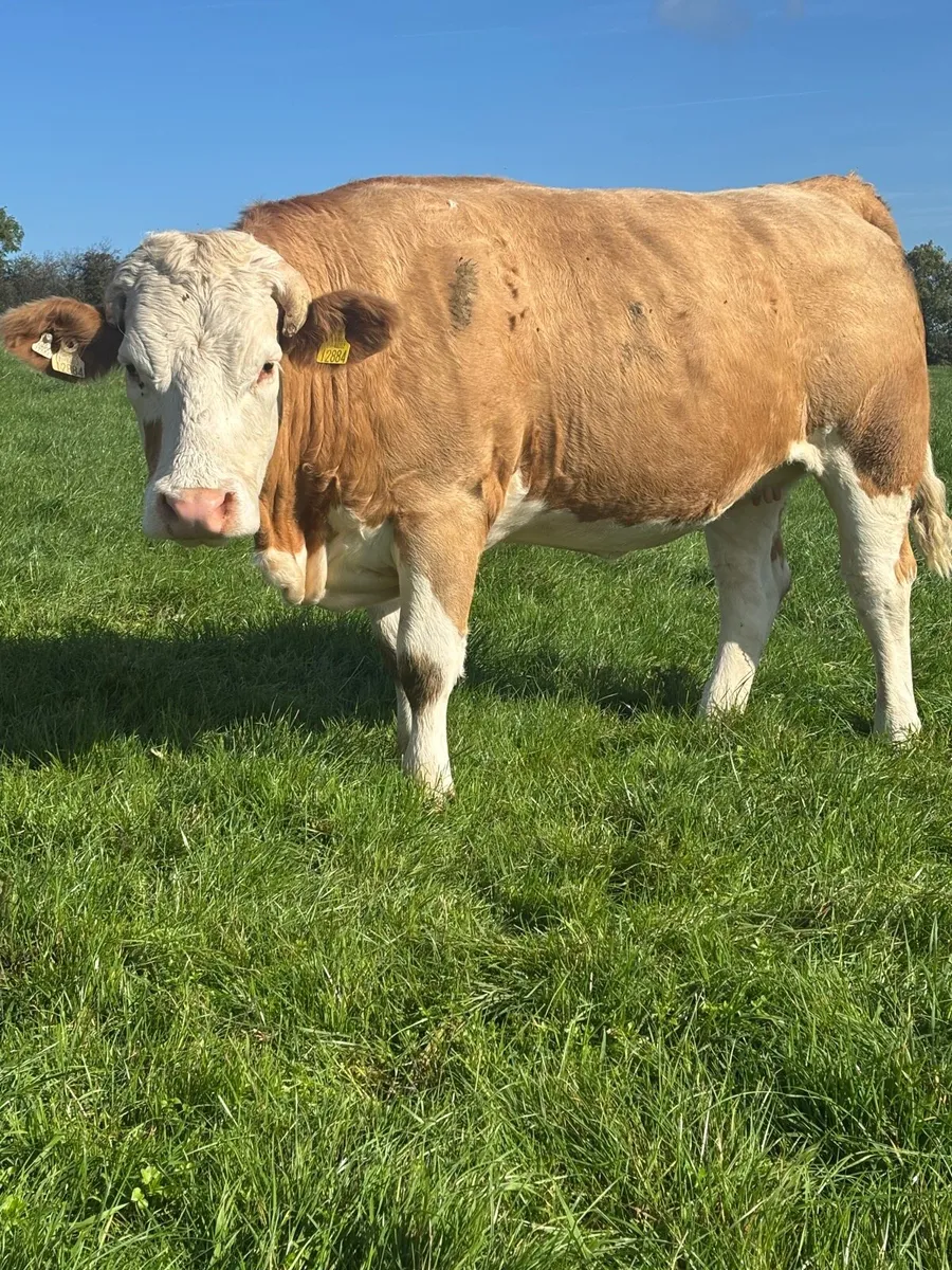 Incalf Simmental heifers - Image 2