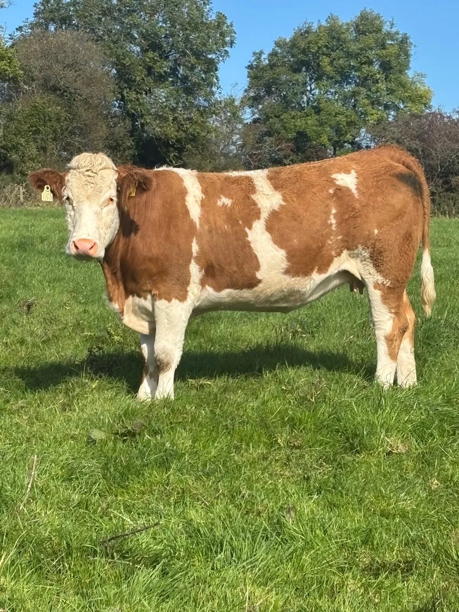 Incalf Simmental heifers - Image 1