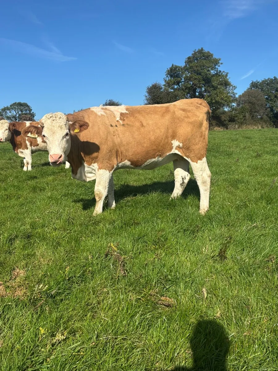 Incalf Simmental heifers - Image 4