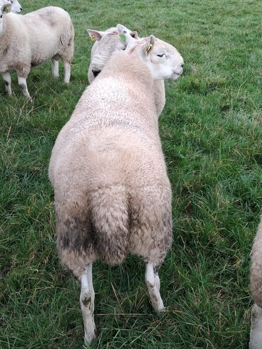 PBNR North Country Cheviot Rams - Image 1