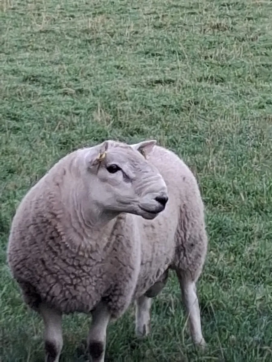 PBNR North Country Cheviot Rams - Image 2