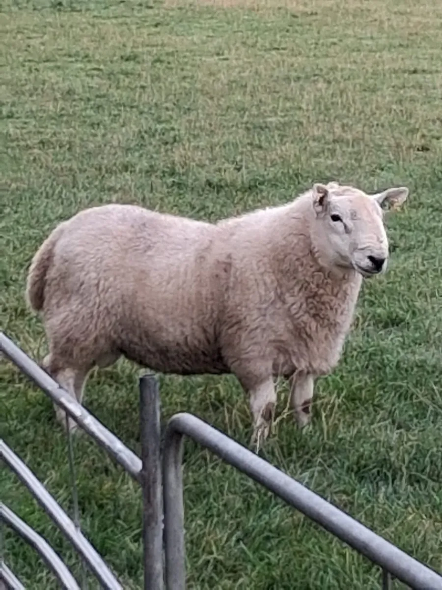 PBNR North Country Cheviot Rams - Image 3