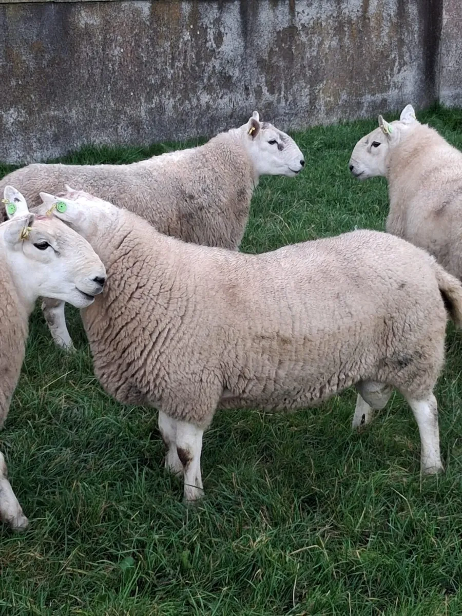 PBNR North Country Cheviot Rams - Image 4