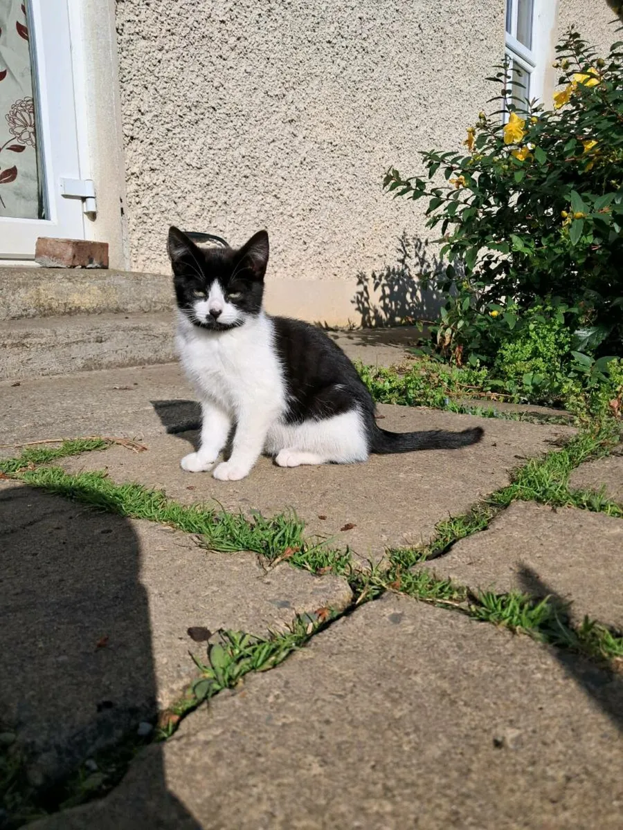 Kittens for sale - Image 1