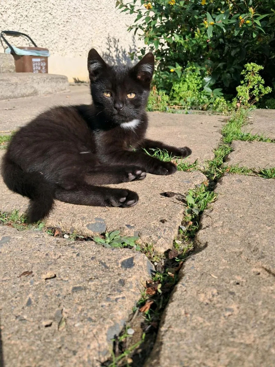 Kittens for sale - Image 2
