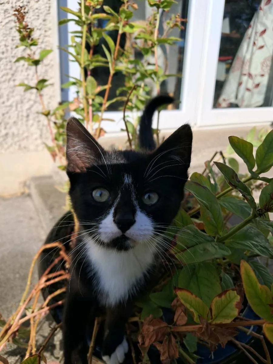 Kittens for sale - Image 3