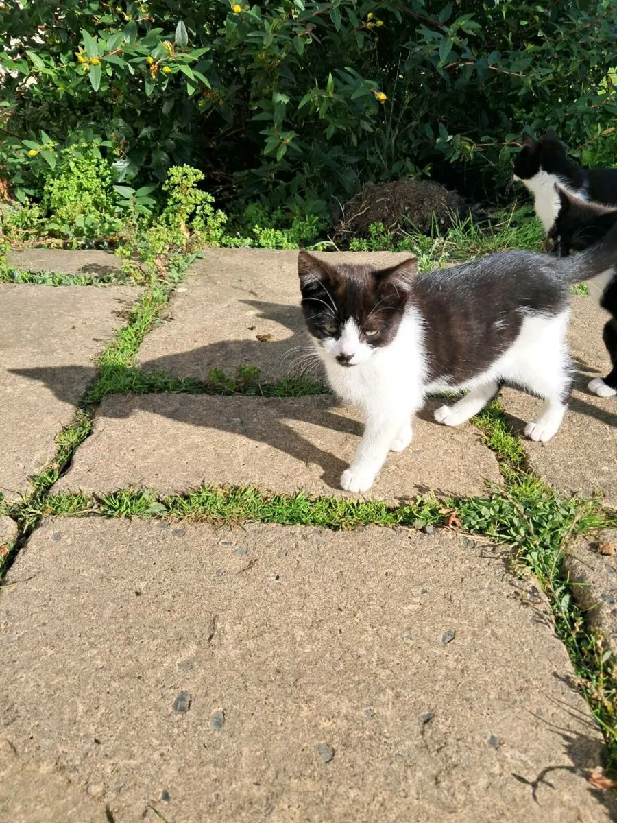 Kittens for sale - Image 4