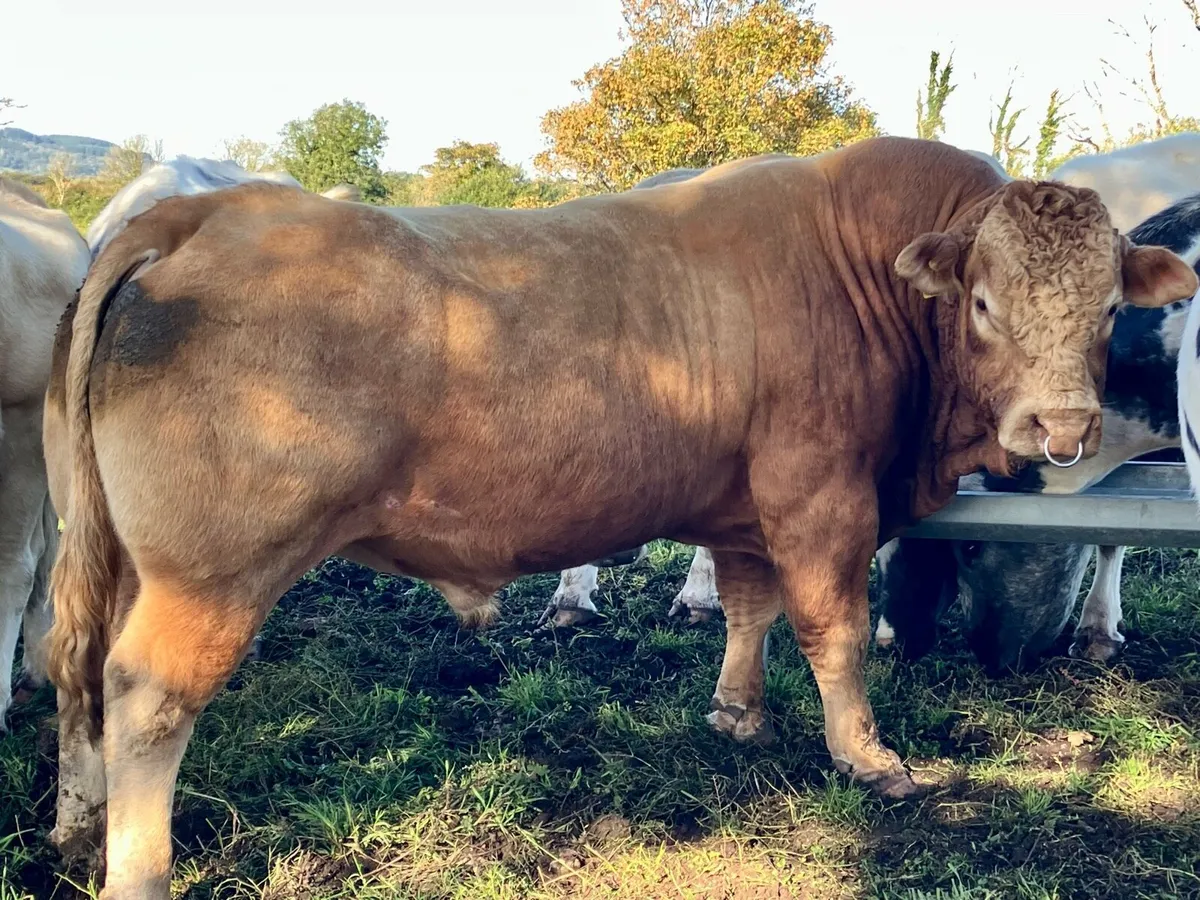 Mature Limousin stock bull - Image 1