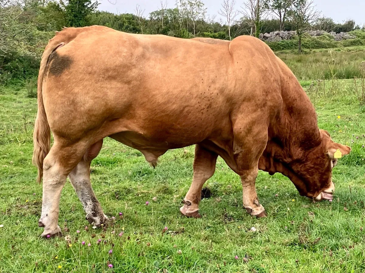 Mature Limousin stock bull - Image 2