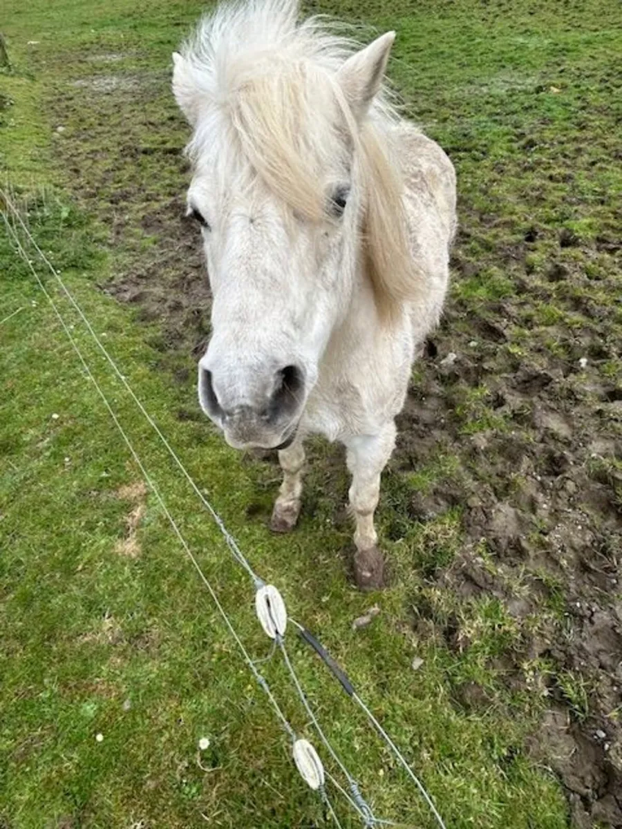 Friendly Pony - Image 1