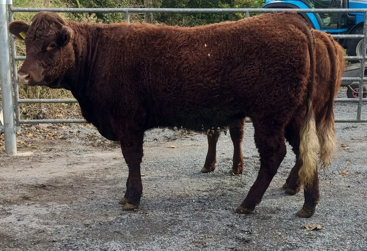 Saler heifer - Image 1