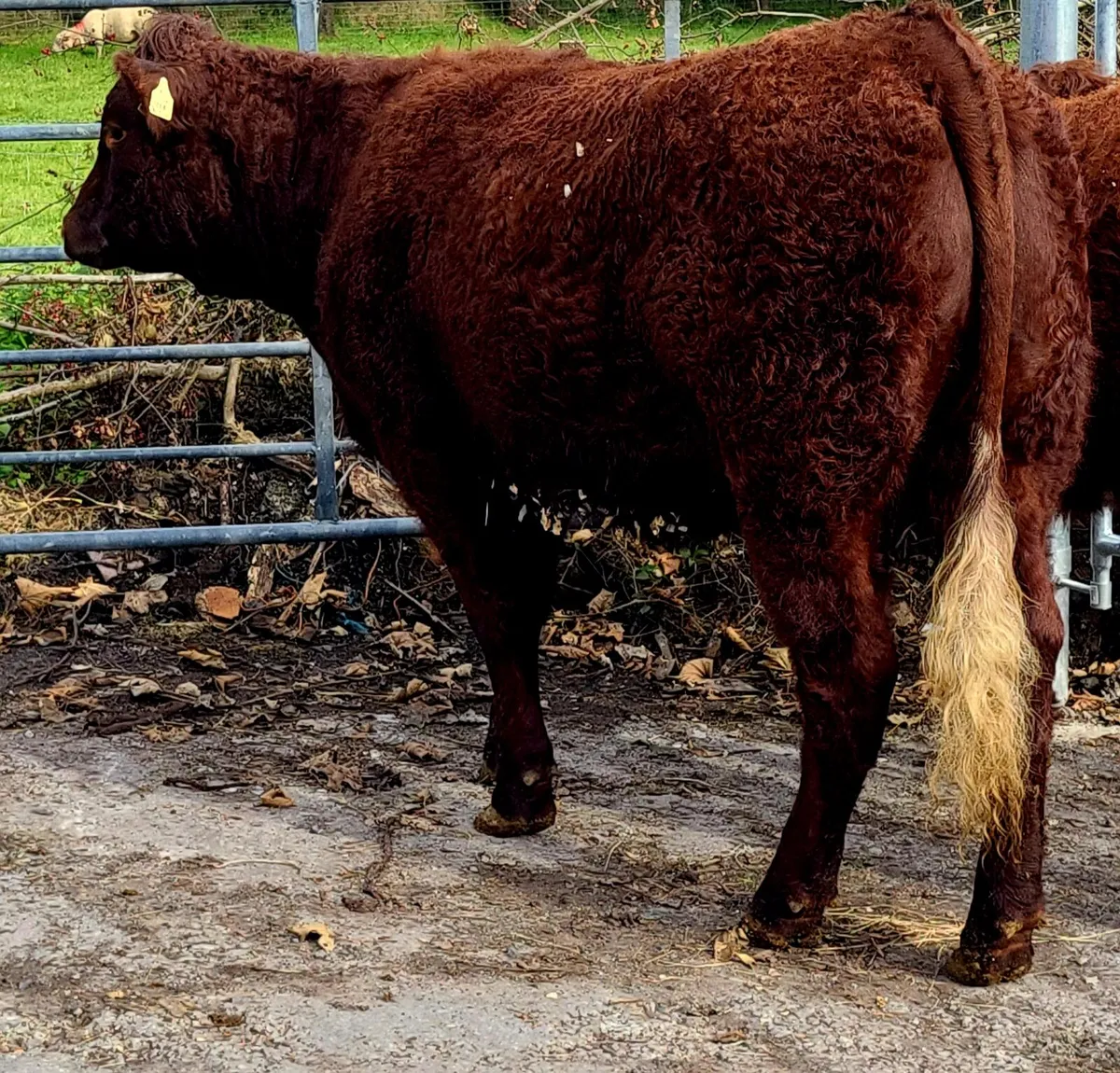 Saler heifer - Image 4