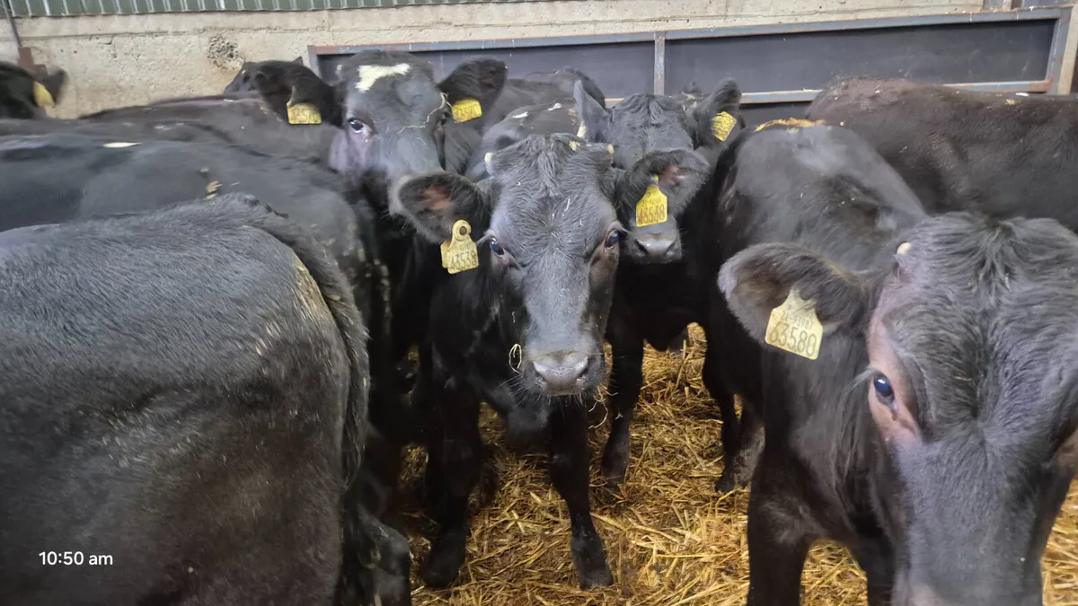 14 Super Black Limousine heifers - Image 4