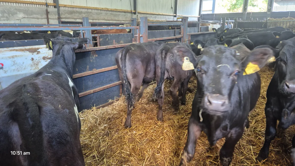 14 Super Black Limousine heifers - Image 1