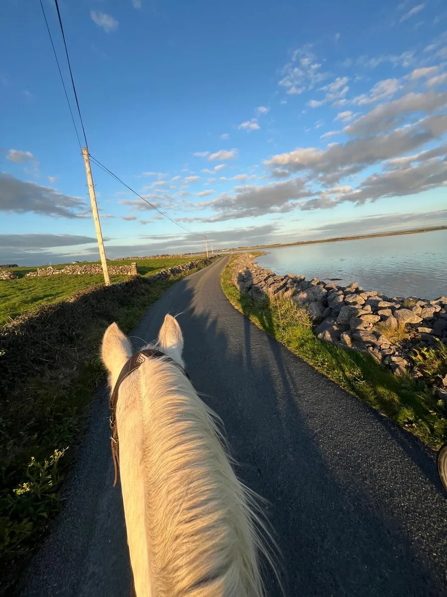 SCHOOLING/HANDLING/spaces available - Image 1