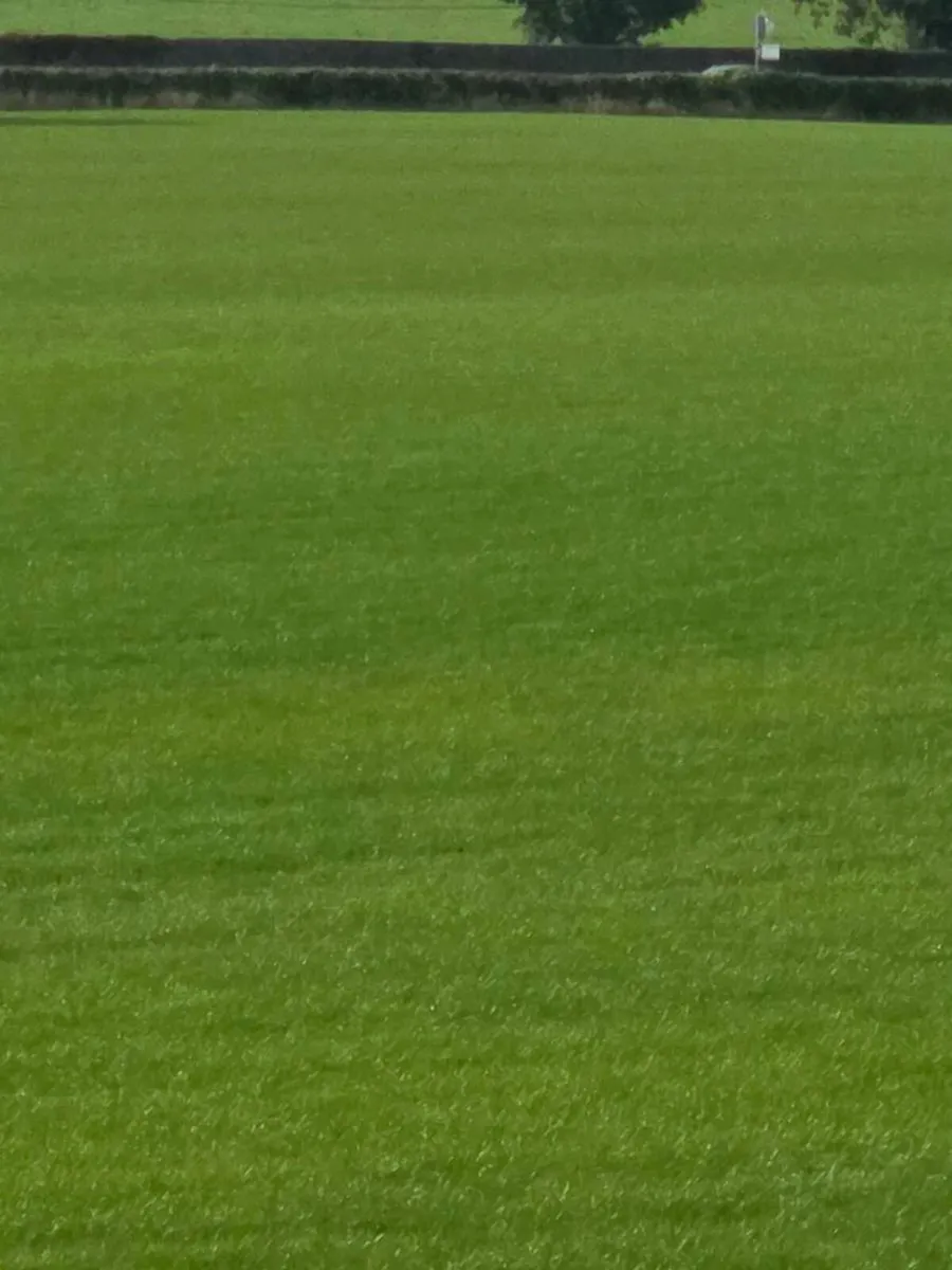 Grass for Zero grazing or silage - Image 1