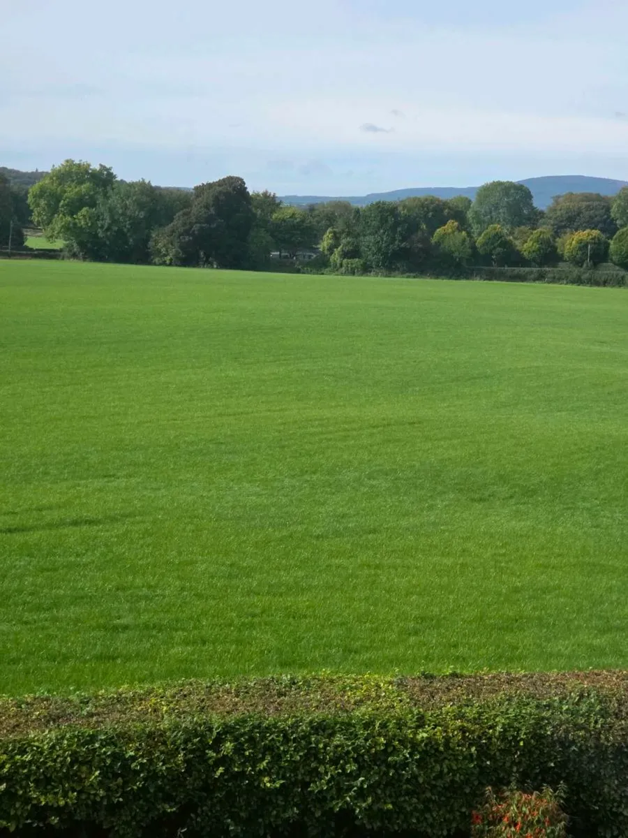 Grass for Zero grazing or silage - Image 2