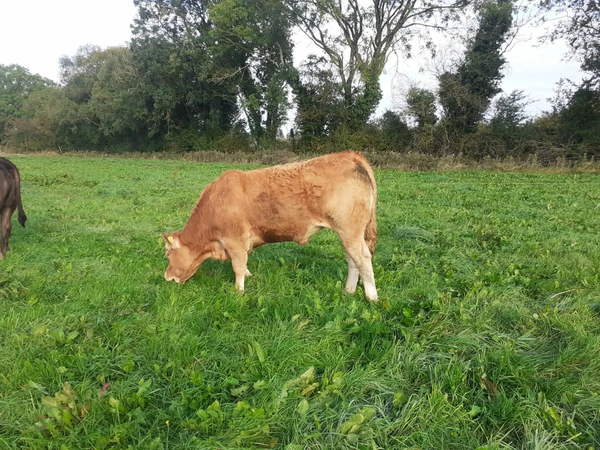 PBR Limousin Heifers - Image 2