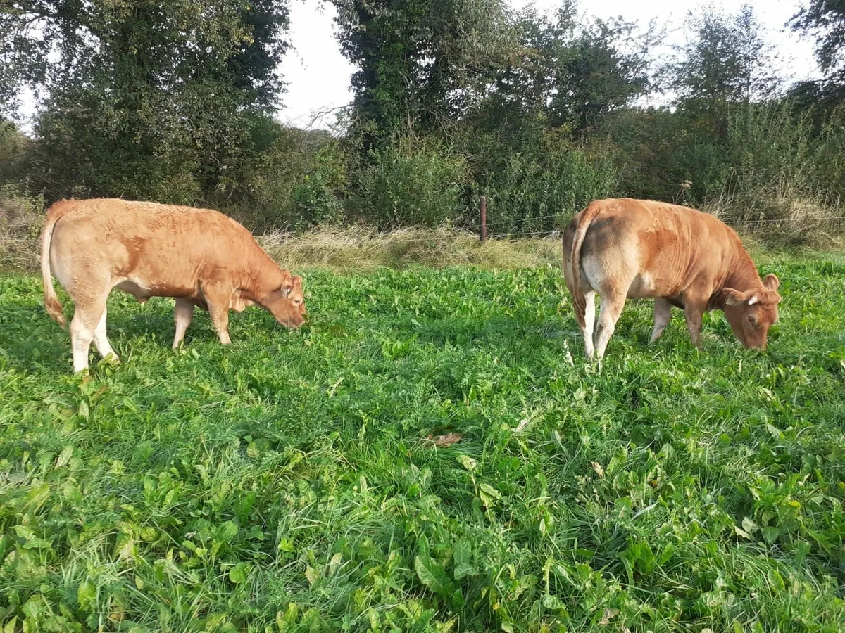 PBR Limousin Heifers - Image 1