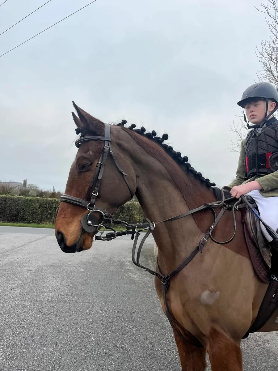 Horse - Image 1