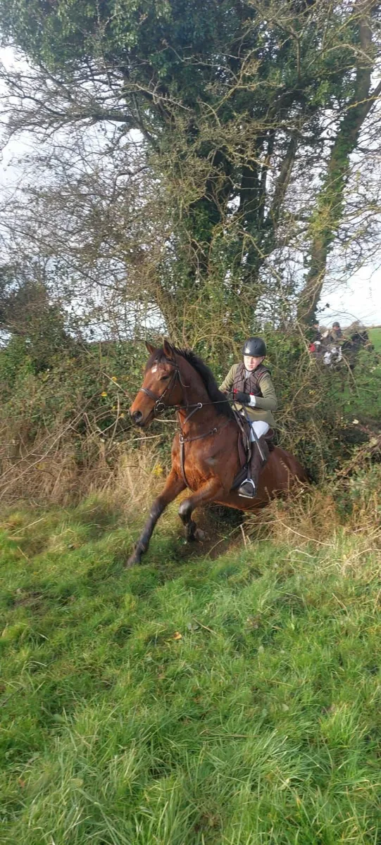 Horse - Image 2