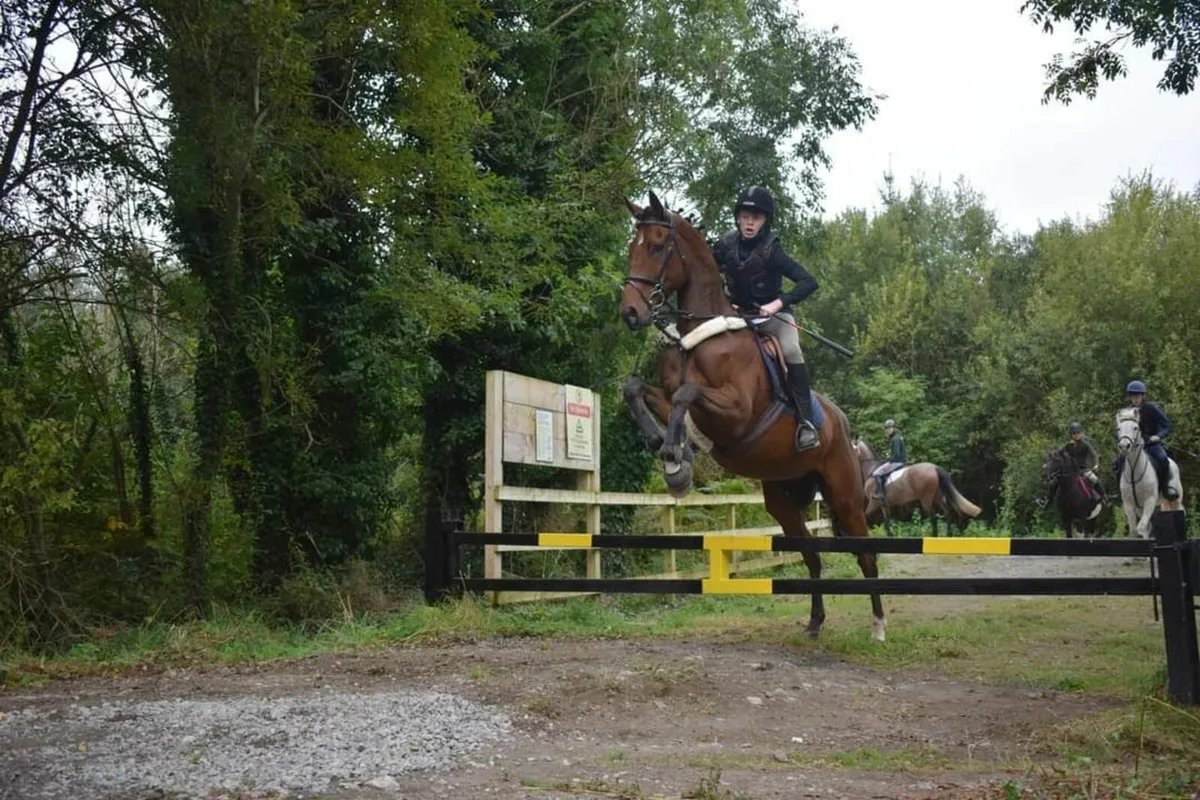Horse - Image 3