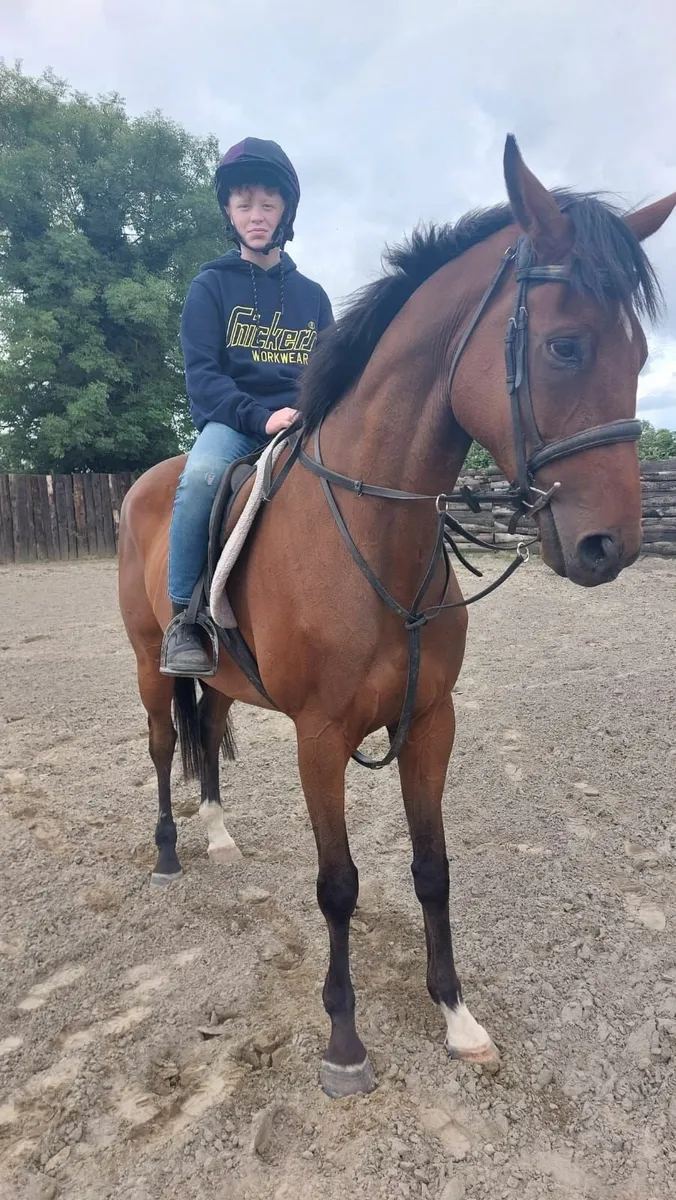 Horse - Image 4