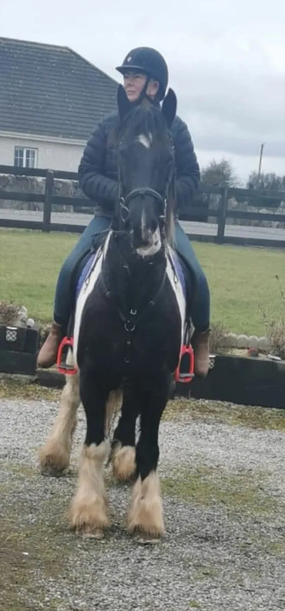 Friesian x cob  sports mother and daughter horse - Image 2
