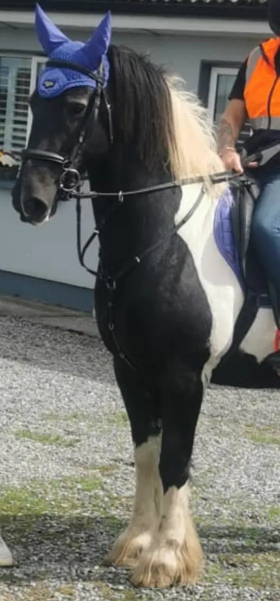 Friesian x cob  sports mother and daughter horse - Image 1
