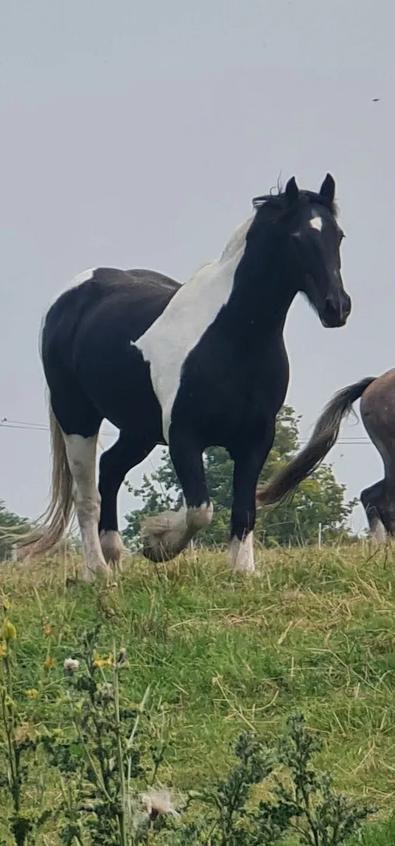 Friesian x cob  sports mother and daughter horse - Image 3