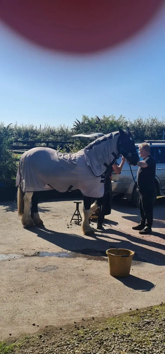 Friesian x cob  sports mother and daughter horse - Image 4