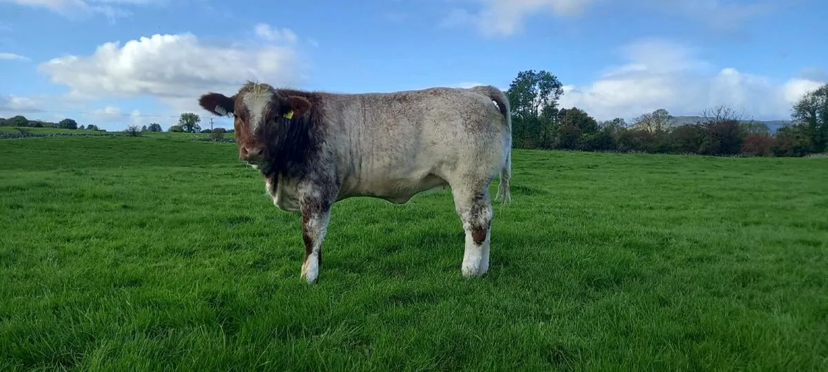 WEANLING HEIFERS - BALLINROBE SHOW AND SALE - Image 3